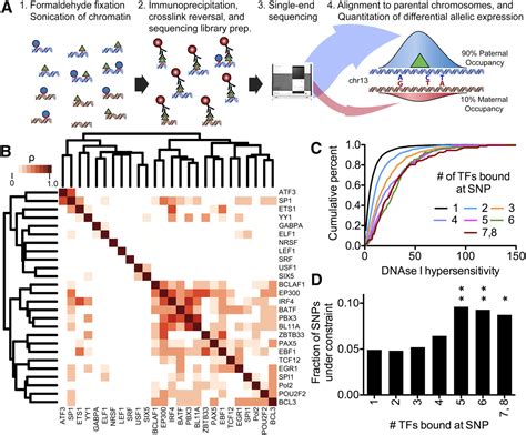 Effects Of Sequence Variation On Differential Allelic Transcription