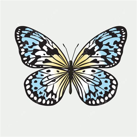 Butterfly Isolated Vector Art Png Isolated Beautiful Colorful