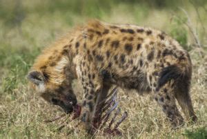 What do Hyenas Eat? Discover the Hyena Diet (with Photos) - WildlifeTrip