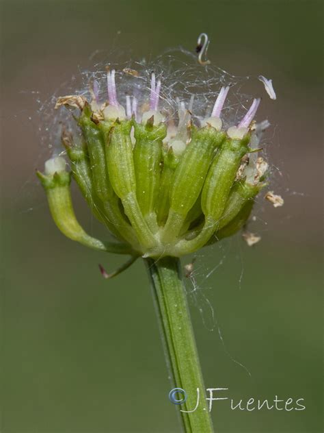 Oenanthe Crocata