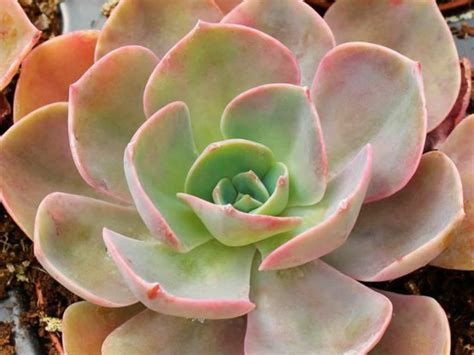 Echeveria Cassyz Winter World Of Succulents Tall Succulents