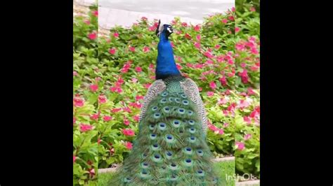 Peacock Dance🦚 Beautifull Peacock Sound Shorts Youtube