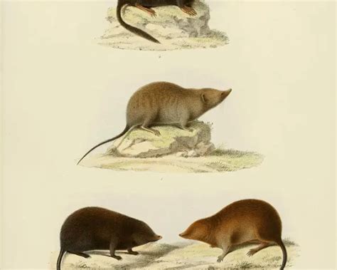 Asiatic Short Tailed Shrew Facts Diet Habitat And Pictures On