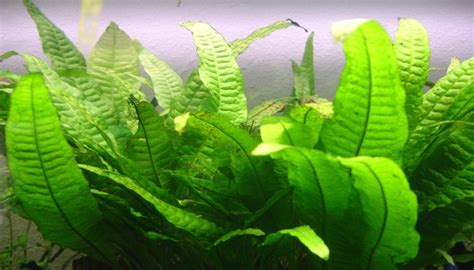 Top Mejores Plantas Para Peceras De Agua Dulce Para Tu Acuario