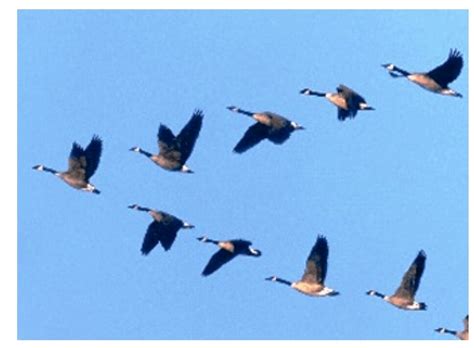 English Short, Moral Story “A Sense of A Goose” for Kids and Children