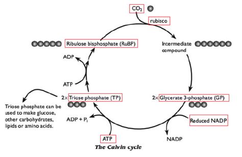 The Light Independent Reactions Calvin Cycle Biology Notes For