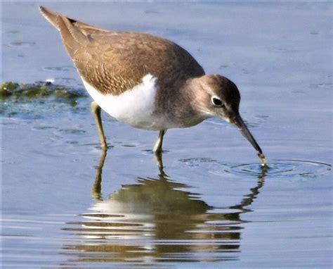 common sandpiper ml lavells wetland trust
