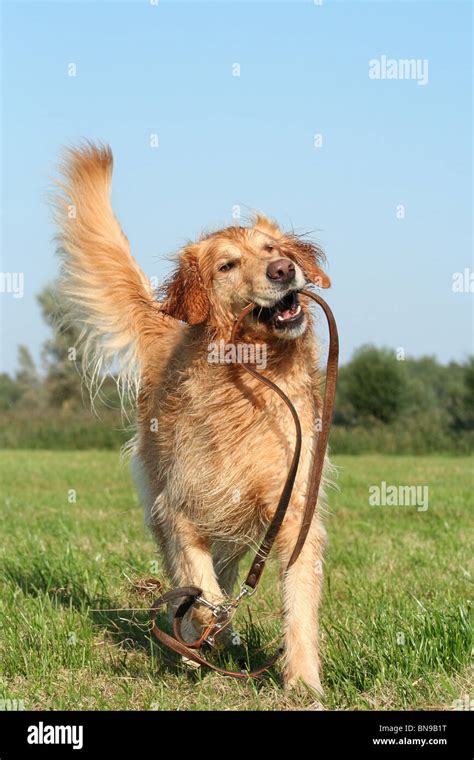 playing Golden Retriever Stock Photo - Alamy