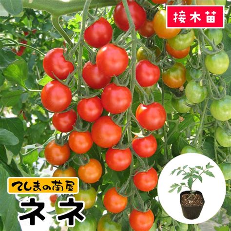 【てしまの苗】 ミニトマト苗 ネネ 断根接木苗 9cmポット 野菜苗 培土 種 堆肥 【人気】 てしまの野菜苗果菜類の苗トマト