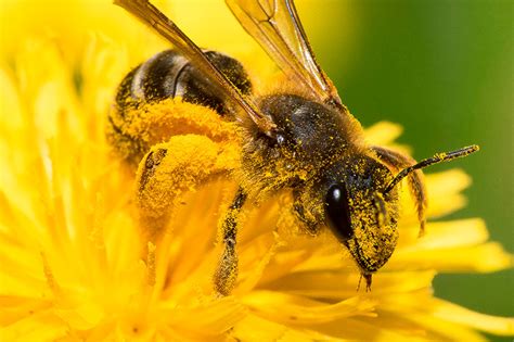 Polen De Abejas Qu Es Usos Y Propiedades