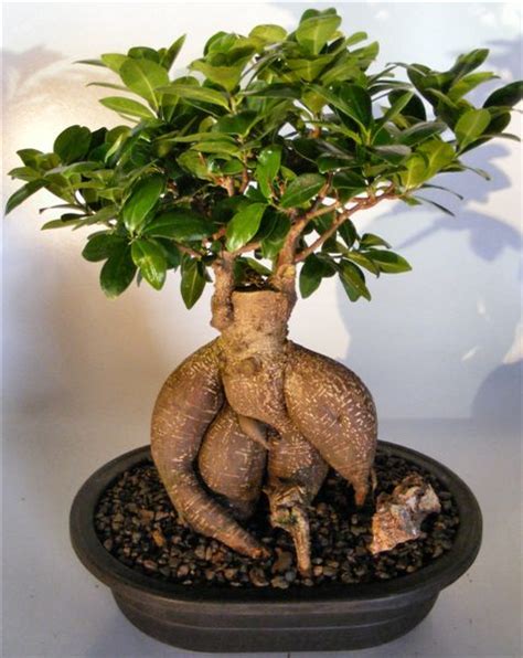 Ginseng Ficus Bonsai Tree Care