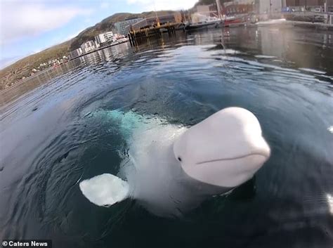 Harness Wearing Beluga Whale Believed To Be A Russian Spy Is Spotted Again Off Swedens Coast