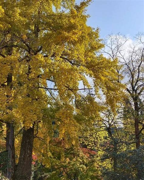 Cantiknya Musim Gugur Di Jepang Daun Daun Berubah Warna Jadi Kuning