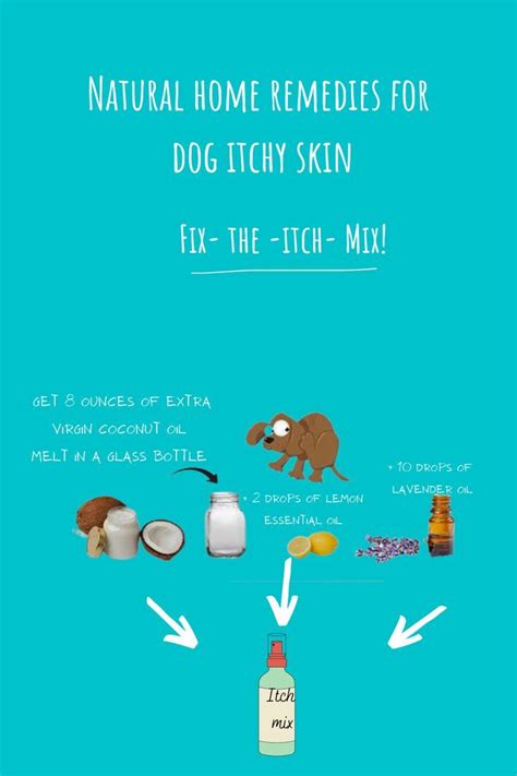 Natural remedies for dog’s itchy skin in 2024 | Dog itchy skin remedy ...