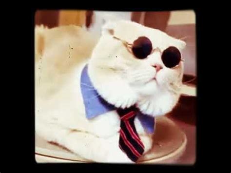 Котик БизнесМен - YouTube