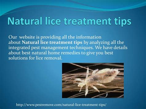 PPT - NATURAL LICE TREATMENT TIPS PowerPoint Presentation, free download - ID:7894400