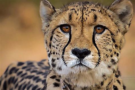 Fourth Cheetah Released Into Wild At Kuno National Park Tourists Can