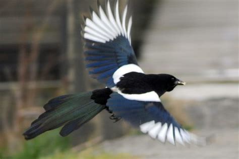 Magpie Birdwatch Ireland