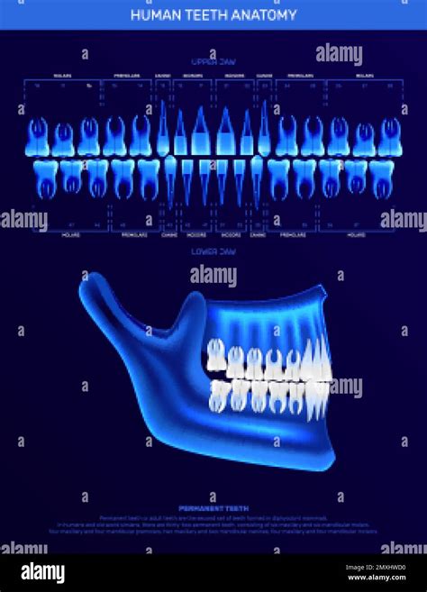 Human Teeth Infographics With Realistic Neon Colored X Ray Image Of Jaw