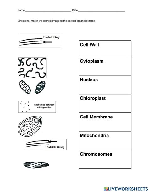 Cell Organelle Function Matching Activity Worksheet Live Worksheets