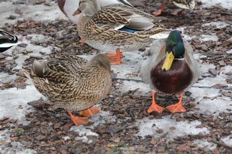 Mallard Drake & Hen Anas Platyrhynchos Stock Image - Image of covered ...