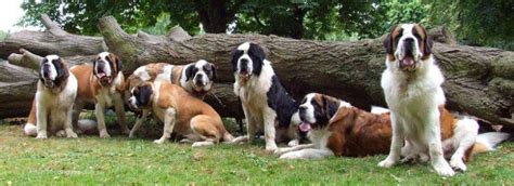 The 220+ Best St. Bernard Dog Names of 2020 - The Dogman