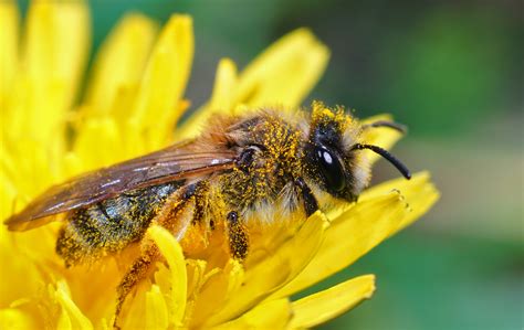 Hoy D A Mundial De La Abejas Disminuye Polinizaci N En El Mundo