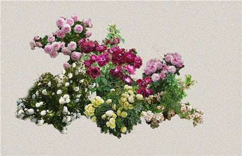 Интерьерные штучки, все для сада и не только: Сочетания роз