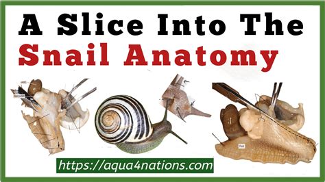 A Slice Into The Snail Anatomy - Aqua4Nations