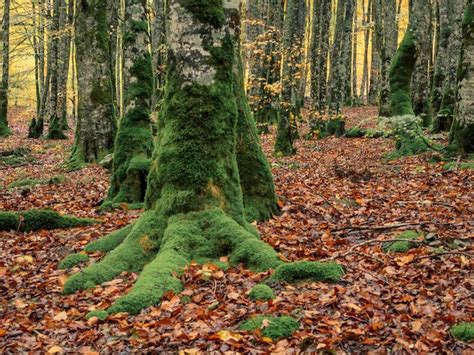 Uma floresta árvores cobertas de musgo e folhas no chão Foto Premium