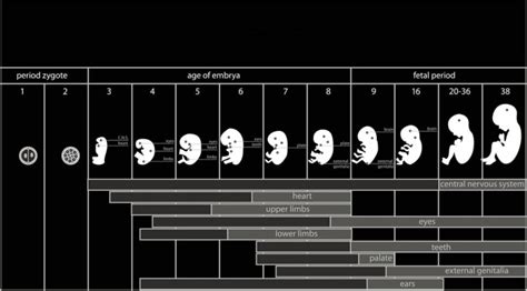 Fetal Development How To Calculate Gestational Age American