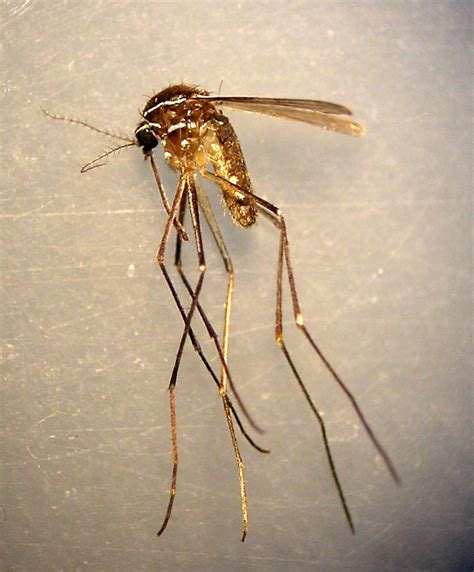 SERVEI DE CONTROL DE MOSQUITS Uranotaenia unguiculata nova espècie de