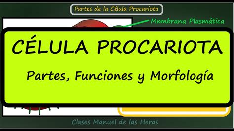 La C Lula Procariota Partes Y Funciones Morfolog A Bacterias