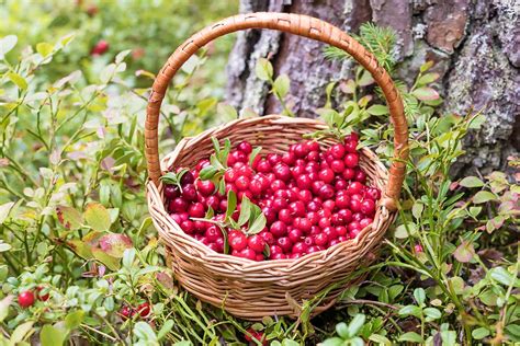 How to Plant and Grow Lingonberries | Gardener’s Path