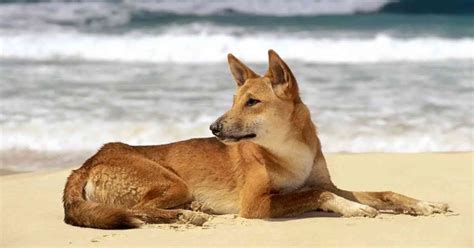 Dingo Behavior - AnimalBehaviorCorner