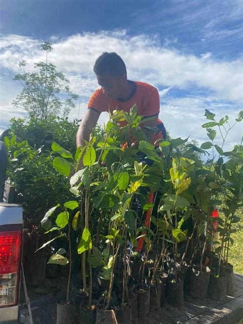 Philippine Coast Guard On Twitter Tingnan Nagsagawa Ng Tree