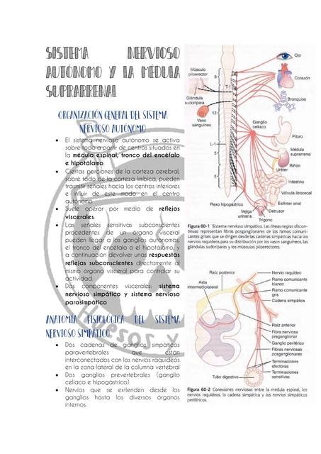 Sistema Nervioso Aut Nomo Y La M Dula Suprarrenal Rvinsh Shcn Udocz