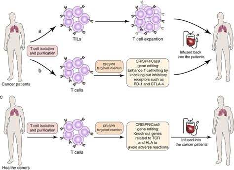 Three Main Approaches To Adoptive Cell Therapy Act And The