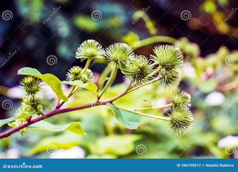 Greater Burdock Purple Prickly Flowers Arctium Lappa L Plant Stock