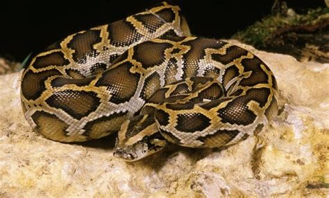 Indian Python – Facts, Size, Habitat, Pictures