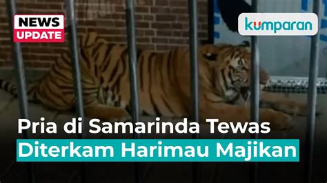 Pria Di Samarinda Tewas Diterkam Saat Beri Makan Harimau Majikan Youtube