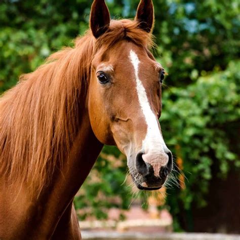 Rain Rot In Horses Banixx Rain Rot Treatment For Horses