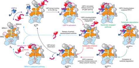 Proposed Model Of Usp14 Mediated Regulation Of Proteasome Download