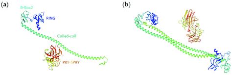 A Predicted Monomeric 3D Structure Of Tripartite Motif And PRY SPRY