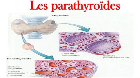 Glandes Parathyro Des Histologie Youtube