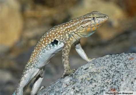 Common side blotched lizard - Alchetron, the free social encyclopedia