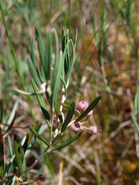 Bog Rosemary Andromeda Polifolia Var Latifolia Trees And Shrubs Of