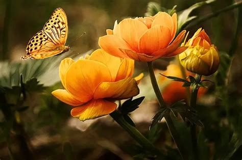 Flowers That Attract Butterflies But Not Bees With Examples