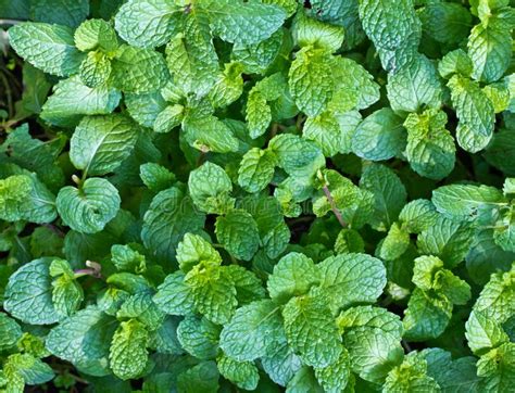 Peppermint Stock Photo Image Of Fresh Detail Organic 36467252