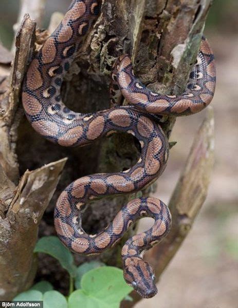 Amazon Rainforest Snakes Photos Info Thinkjungle Snake